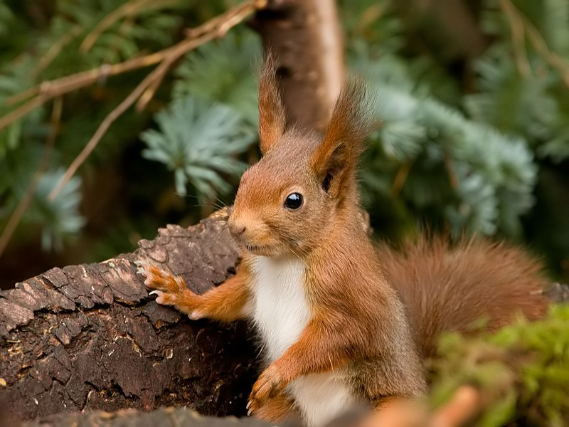 Sciurus vulgaris Eekhoorn Eurasian Red Squirrel